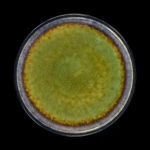 Тарелка мелкая Corone Verde 265 мм синий+зеленый – купить по цене завода