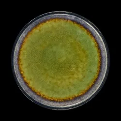 Купить тарелка мелкая corone verde 265 мм синий+зеленый – цена от завода, доставка до двери | RuOborudovanie.ru
