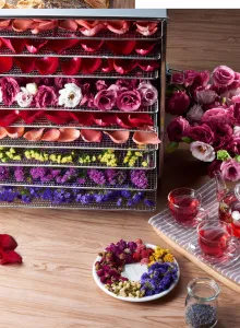 Дегидратор Kocateq DHFD10 для овощей с 10 уровнями 39,6*39,6см (сушилка) – купить в Москве по цене завода