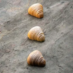 Купить форма силиконовая pavoflex для пирож. 3d "sfogliatella" 45х43,5мм h22мм, 20мл, 30 ячеек, силикон px4 – цена от завода, доставка до двери | RuOborudovanie.ru